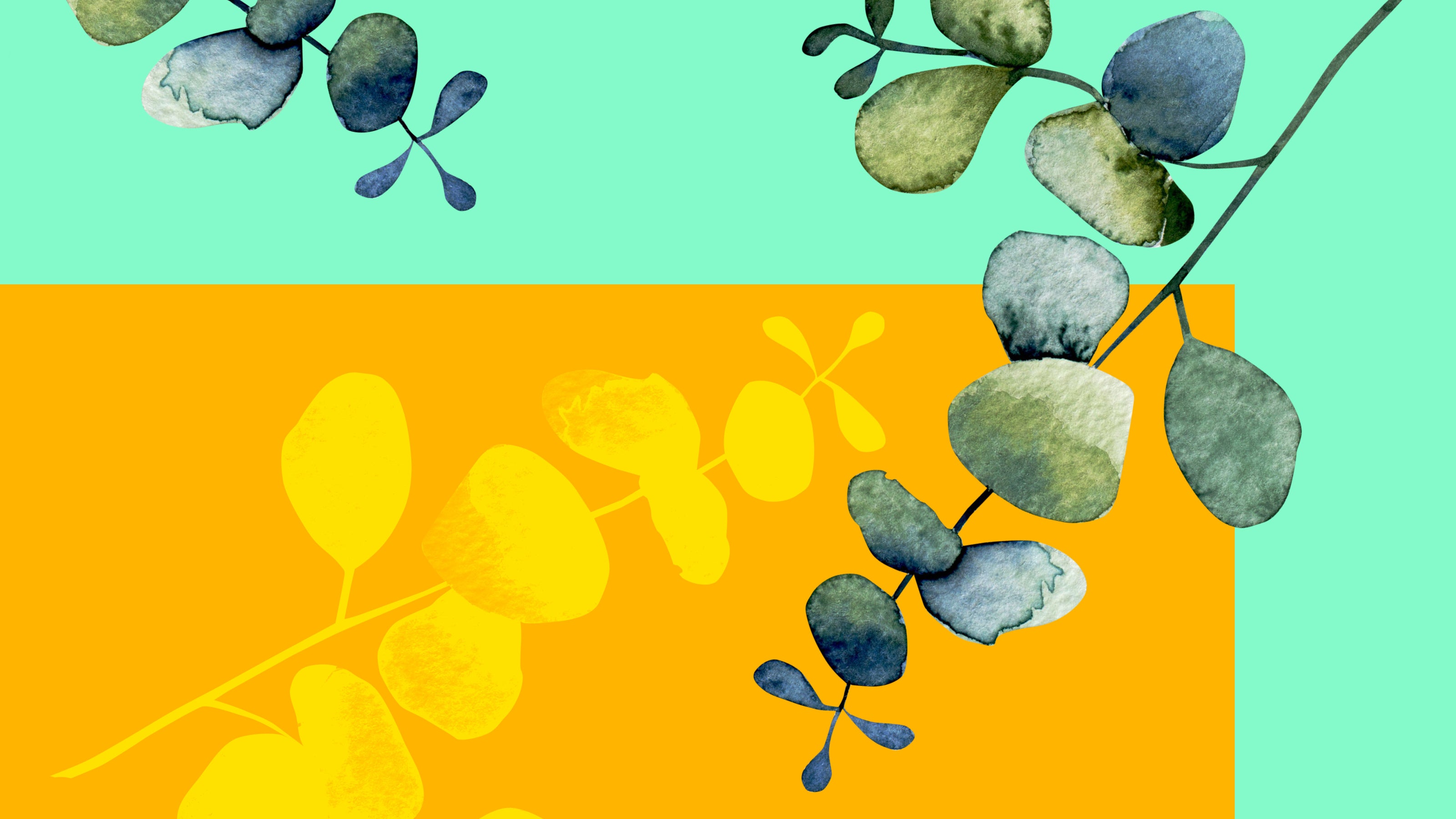 Eucalyptus branches hanging over a bright teal background